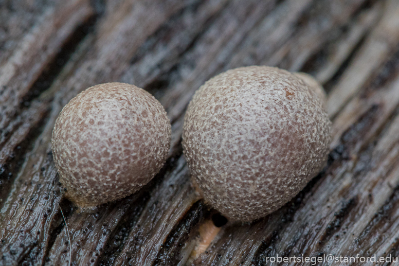 jasper ridge - slime mold